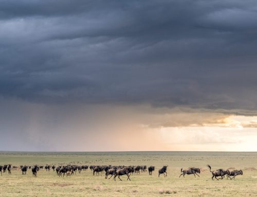The Great Wildebeest Migration